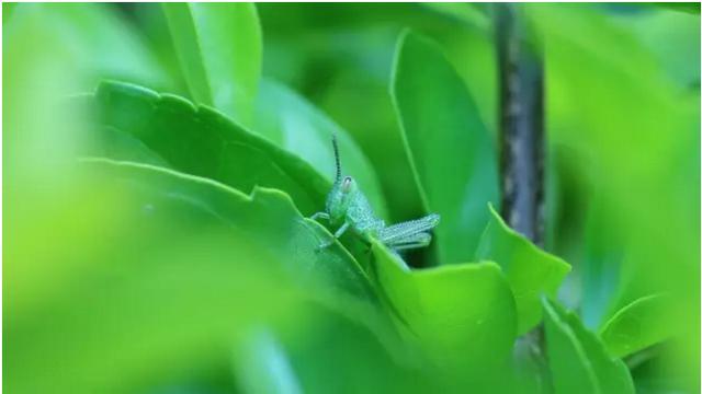 植物和昆蟲神奇的協同進化