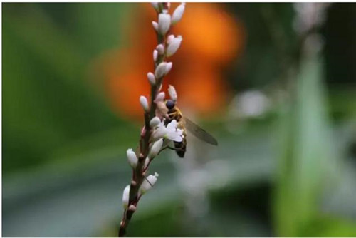 植物和昆蟲神奇的協同進化