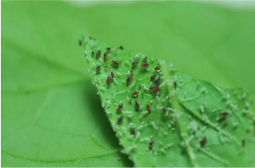 植物和昆蟲神奇的協同進化
