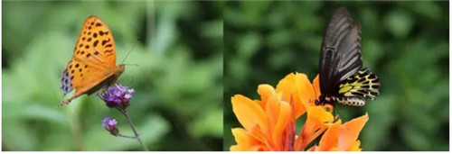 植物和昆蟲神奇的協同進化