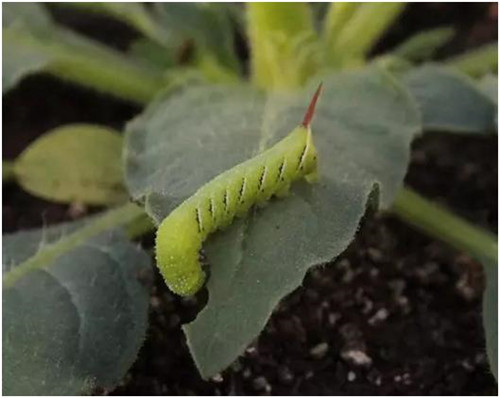 植物和昆蟲(chóng)神奇的協(xié)同進(jìn)化