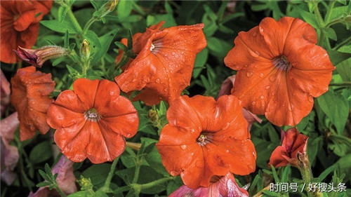 2017年轉基因矮牽牛屬非法植物