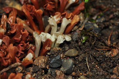 辰山植物園科研人員野外偶遇神奇的黃筒花
