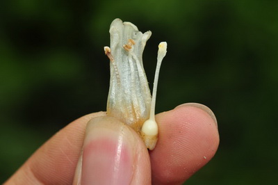 辰山植物園科研人員野外偶遇神奇的黃筒花