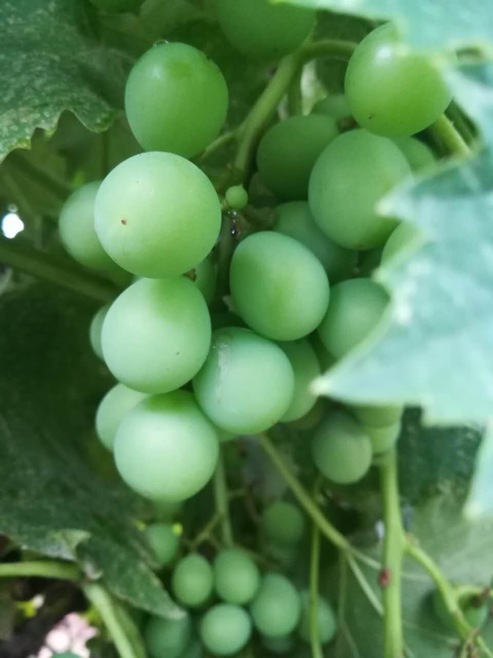 河南省西峽縣五味子葡萄樹 引科學界關注