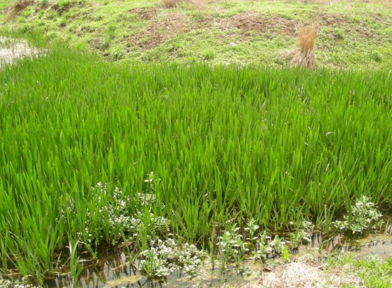雨水花園在海綿城市建設中的意義