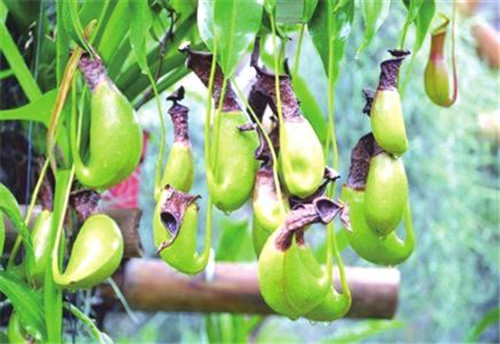 驅(qū)蚊植物能滅蚊?專家說:效果有限!