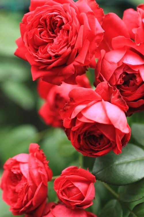 炎炎夏日扦插這幾種植物生根快而且能爆盆