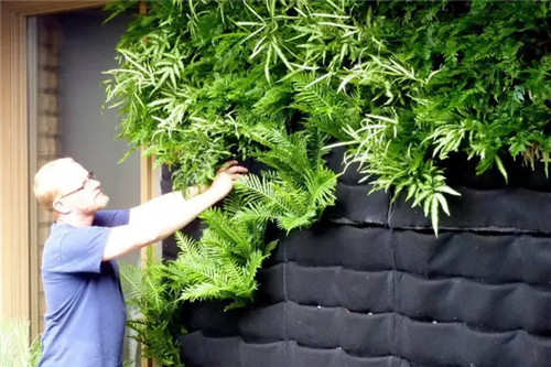 迷人的室內綠墻 將花園搬到室內