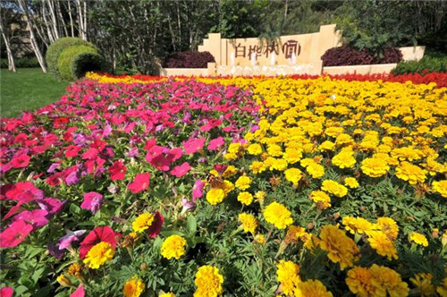 陜西西安打造靚麗新北城 市民點(diǎn)贊立體綠化