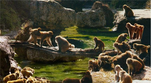 山西動植物資源寶庫——晉城蟒河