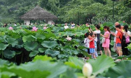 利用植物的季相變化塑造不同的園林景觀