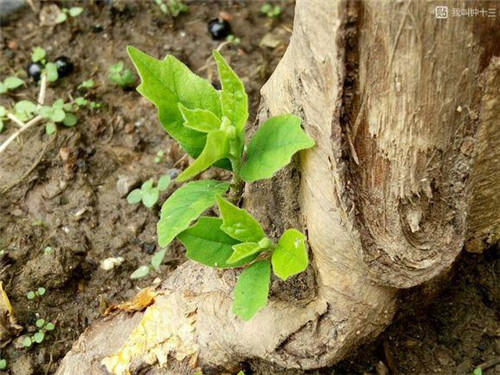 濟(jì)南南部山區(qū)的珍貴樹種介紹——柘木