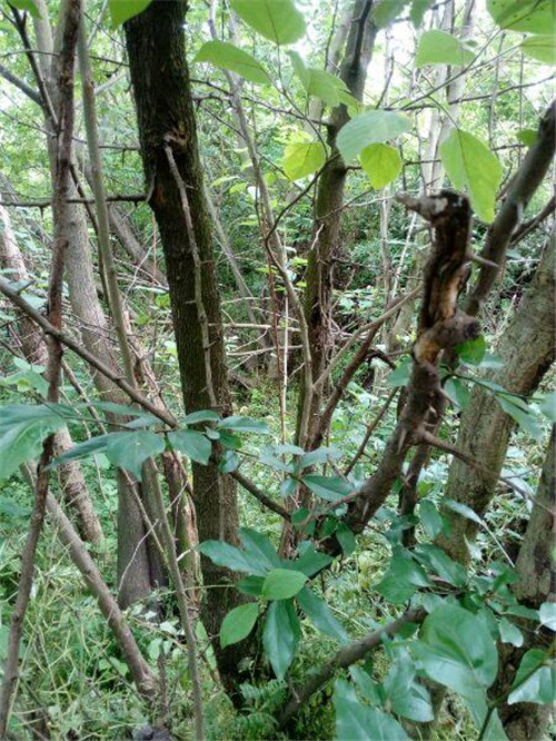 濟(jì)南南部山區(qū)的珍貴樹種介紹——柘木