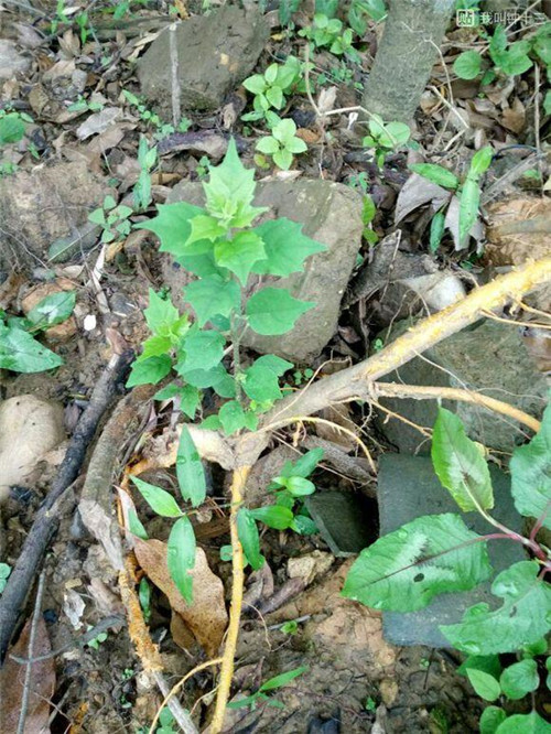 濟(jì)南南部山區(qū)的珍貴樹種介紹——柘木