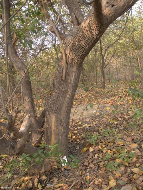 濟(jì)南南部山區(qū)的珍貴樹種介紹——柘木