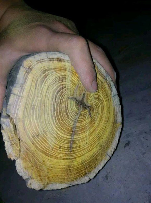 濟(jì)南南部山區(qū)的珍貴樹種介紹——柘木