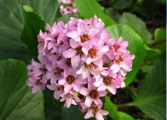 小秦嶺自然保護區發現河南植物新記錄屬種