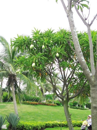 評論：“毒樹”當景觀是可怕的面子工程