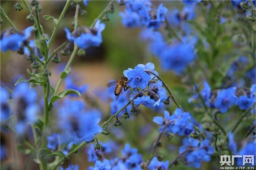 退耕還濕社區(qū)共管 納帕海濕地生態(tài)保護(hù)見(jiàn)實(shí)效