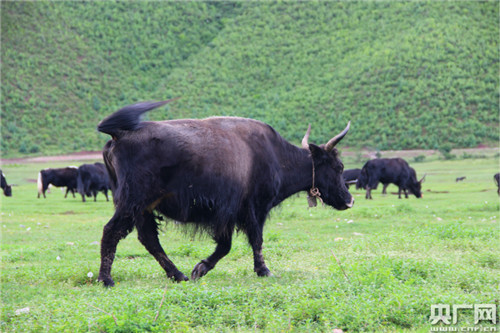 退耕還濕社區(qū)共管 納帕海濕地生態(tài)保護(hù)見(jiàn)實(shí)效