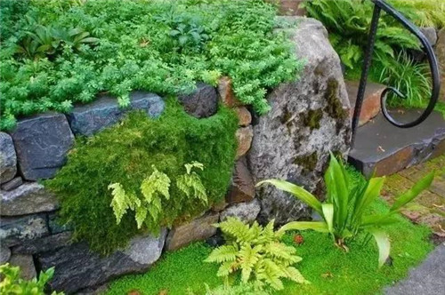 景觀設計:石頭縫里的景觀