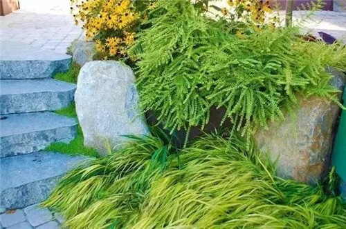 景觀設計:石頭縫里的景觀