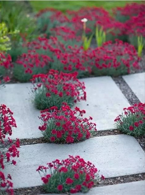 景觀設計:石頭縫里的景觀