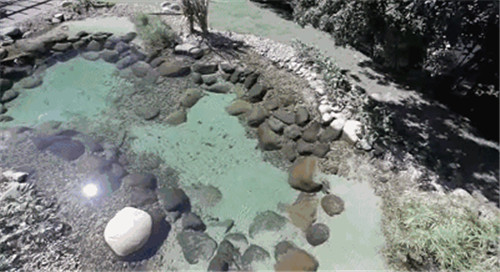 Natural swimming pool 打造夏日生態泳池