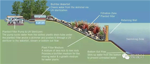 Natural swimming pool　打造夏日生態泳池