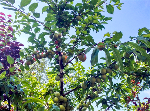 紐約藝術(shù)家種出百寶樹(shù)　一棵樹(shù)上41種水果