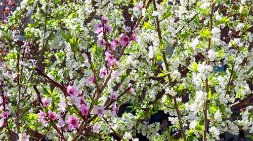 紐約藝術(shù)家種出百寶樹(shù)　一棵樹(shù)上41種水果