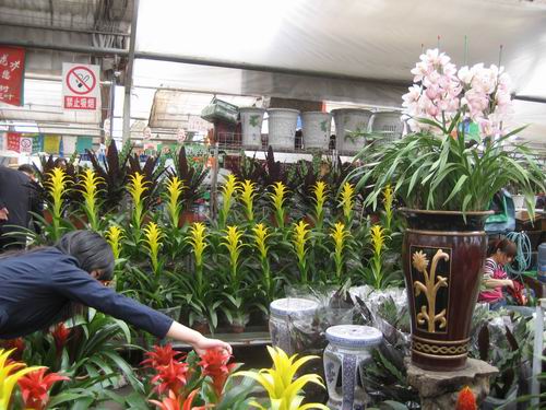 淡季不淡 烏魯木齊花卉市場品種豐富市場平穩