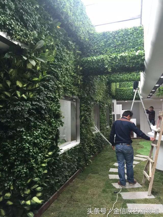 植物墻如何給城市降溫,遏制熱島效應(yīng)呢?