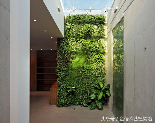 植物墻如何給城市降溫,遏制熱島效應(yīng)呢?