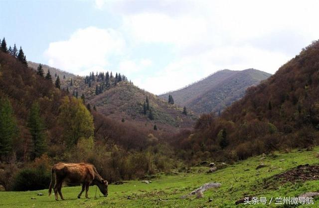 夏日旅游勝地——吐魯溝國家4A級森林公園