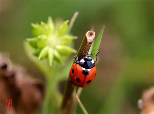 這些園林植物的守護(hù)神，請(qǐng)別傷害它們！