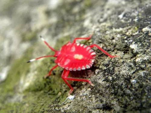 這些園林植物的守護(hù)神，請(qǐng)別傷害它們！