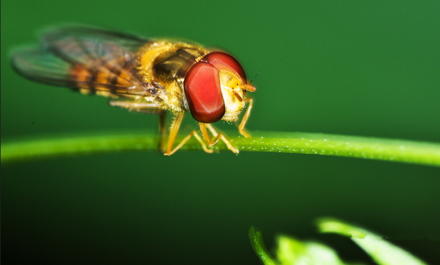 這些園林植物的守護神,請別傷害它們!
