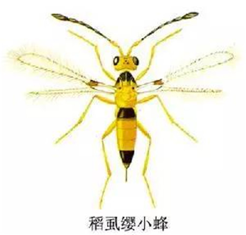 這些園林植物的守護神,請別傷害它們!