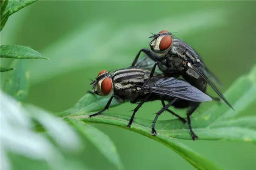 這些園林植物的守護神,請別傷害它們!