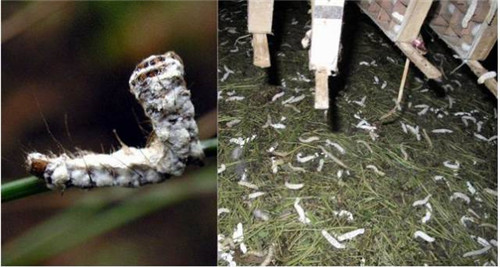 這些園林植物的守護神,請別傷害它們!