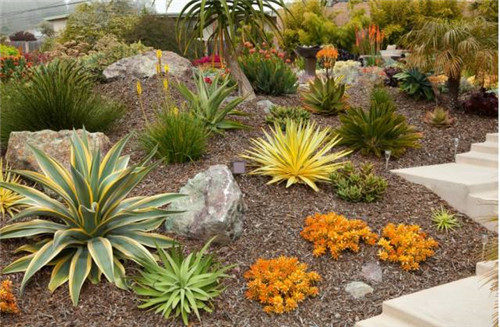 精美絕倫的多肉植物園林景觀美不勝收！