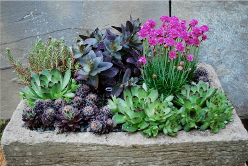 精美絕倫的多肉植物園林景觀美不勝收！