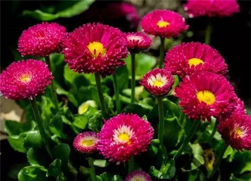 居家養(yǎng)花如何控制花卉植物的花期?