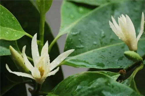 居家養(yǎng)花如何控制花卉植物的花期?