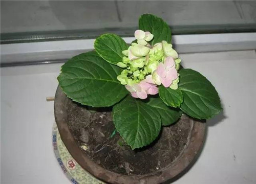 居家養(yǎng)花如何控制花卉植物的花期?