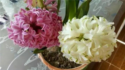 居家養(yǎng)花如何控制花卉植物的花期?