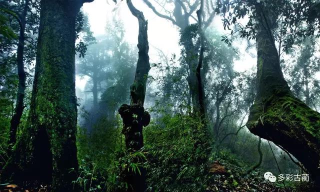 四川黃荊老林創(chuàng)囯家級(jí)森林公園通過(guò)評(píng)審！