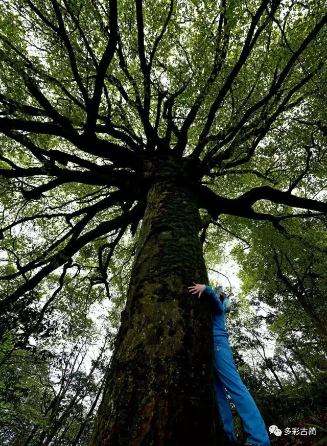 四川黃荊老林創(chuàng)囯家級(jí)森林公園通過(guò)評(píng)審！